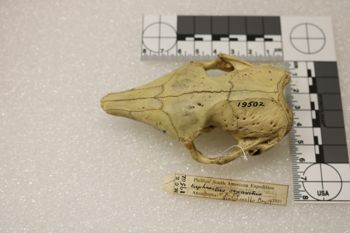 Media type: image;   Mammalogy 19502 Description: Image of skeleton specimen - dorsal view. dorsal view of skull.;